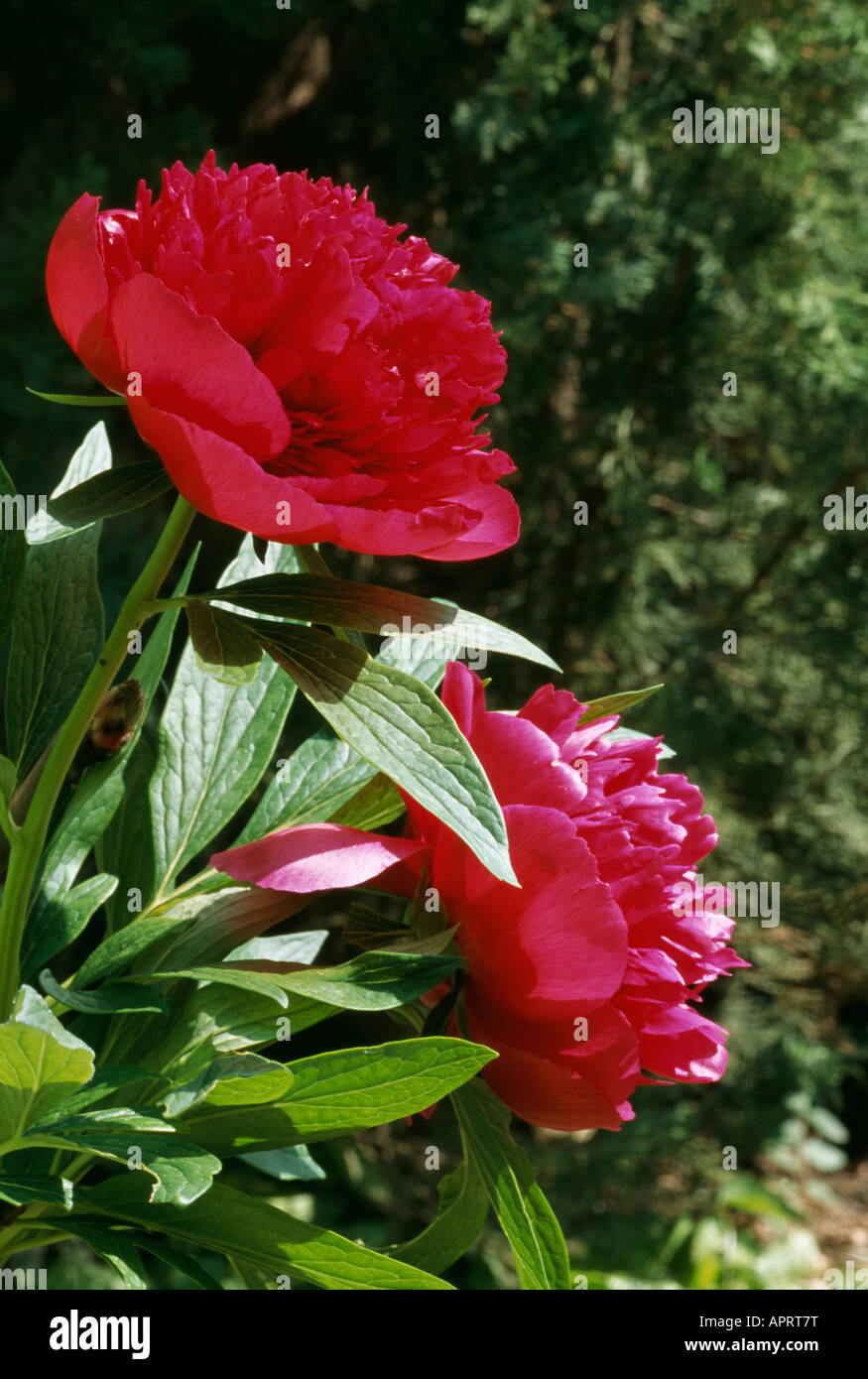 Paeonia lactiflora passion pourpre rougeâtre et parfums Banque D'Images