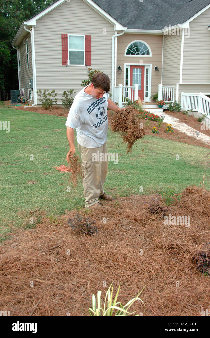 Jeune homme plantant les fleurs réelles dans sa cour, et l'ajout de paille de pin comme couvre-sol pour retenir l'eau et retenir les mauvaises herbes Atlanta (Géorgie, États-Unis d'Amérique Banque D'Images