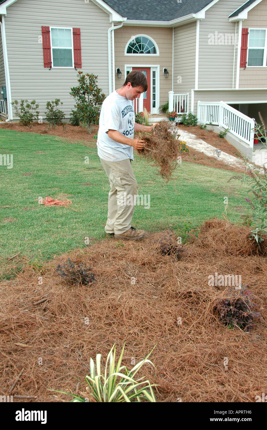 Jeune homme plantant les fleurs réelles dans sa cour, et l'ajout de paille de pin comme couvre-sol pour retenir l'eau et retenir les mauvaises herbes Atlanta (Géorgie, États-Unis d'Amérique Banque D'Images