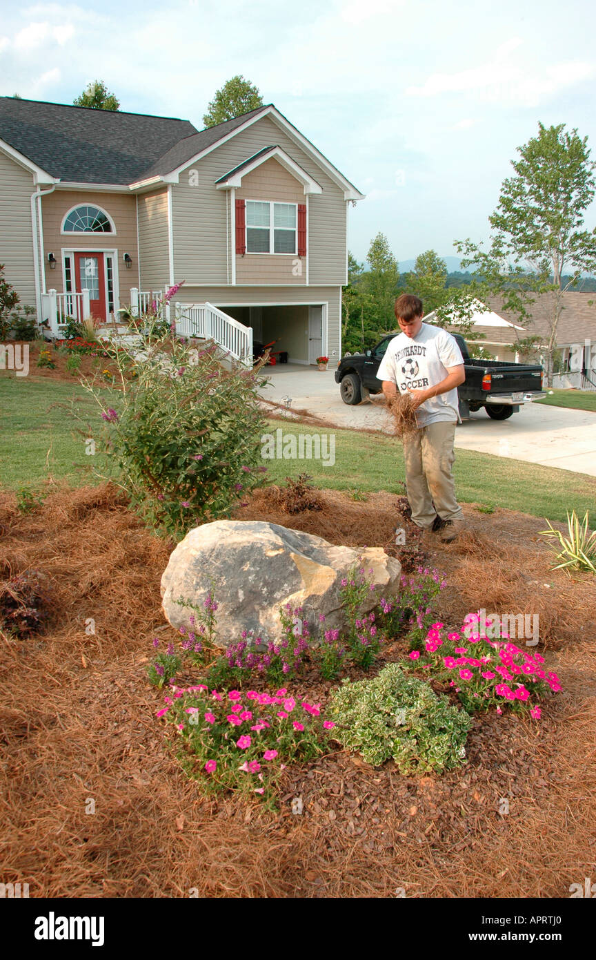 Jeune homme plantant les fleurs réelles dans sa cour, et l'ajout de paille de pin comme couvre-sol pour retenir l'eau et retenir les mauvaises herbes Atlanta (Géorgie, États-Unis d'Amérique Banque D'Images