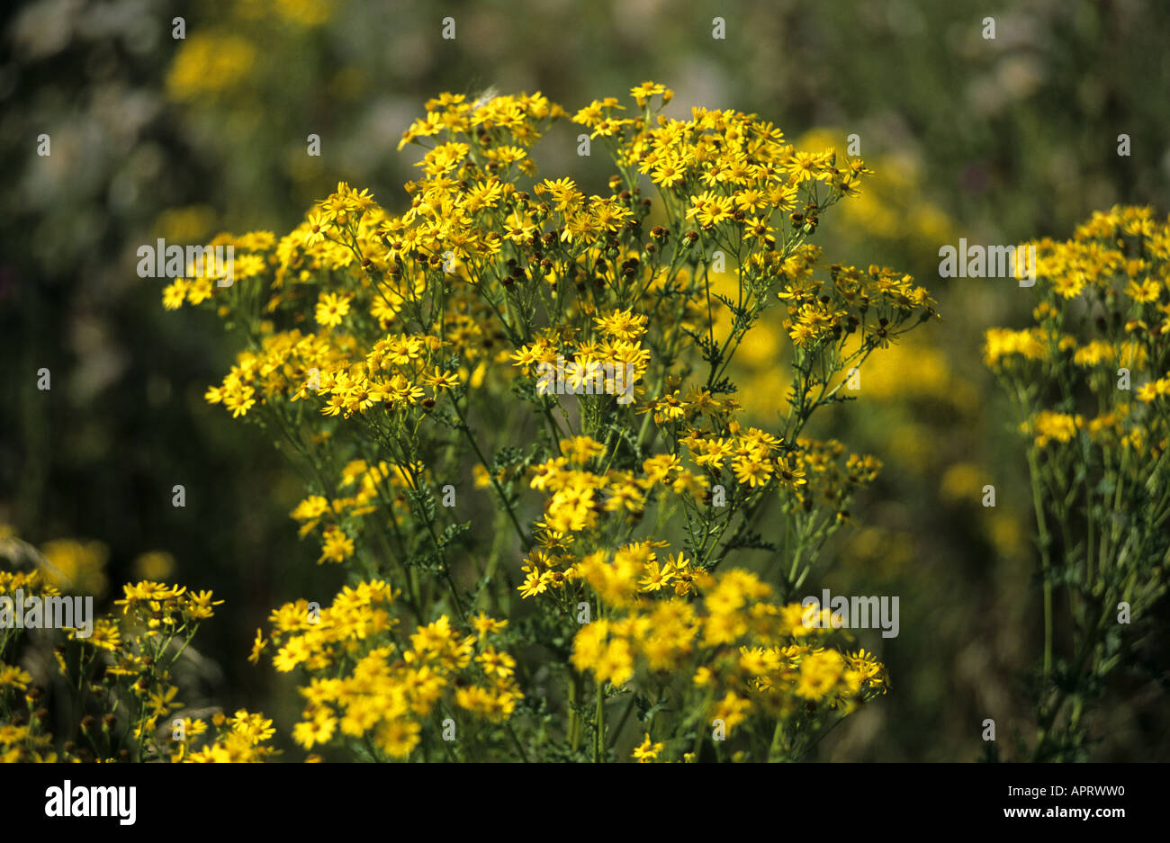 Séneçon jacobée Senecio jacobaea, usine, en fleurs, dans le Warwickshire, Royaume-Uni Banque D'Images