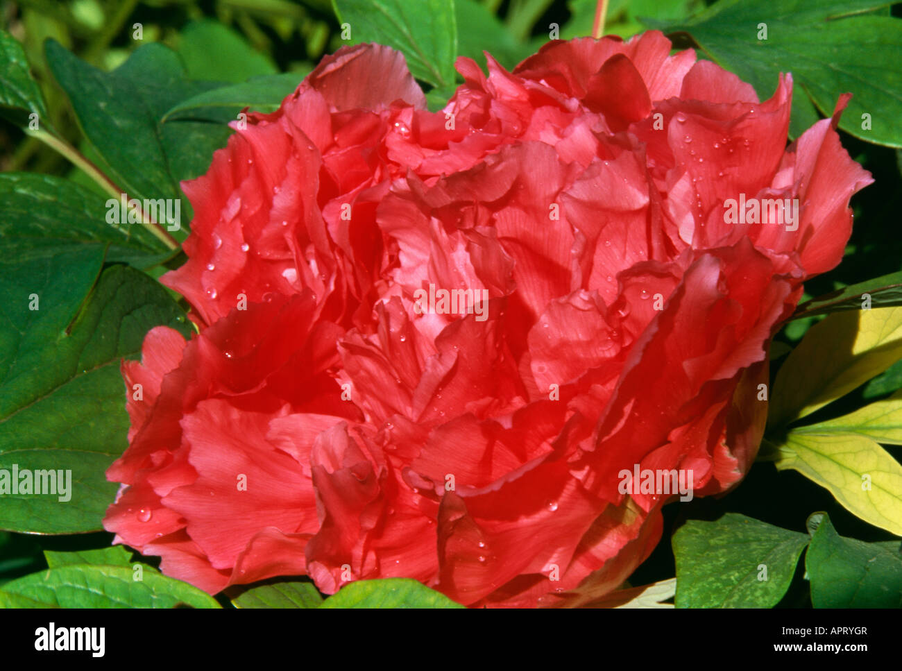 Paeonia suffruticosa secret double rouge rosée du matin Banque D'Images