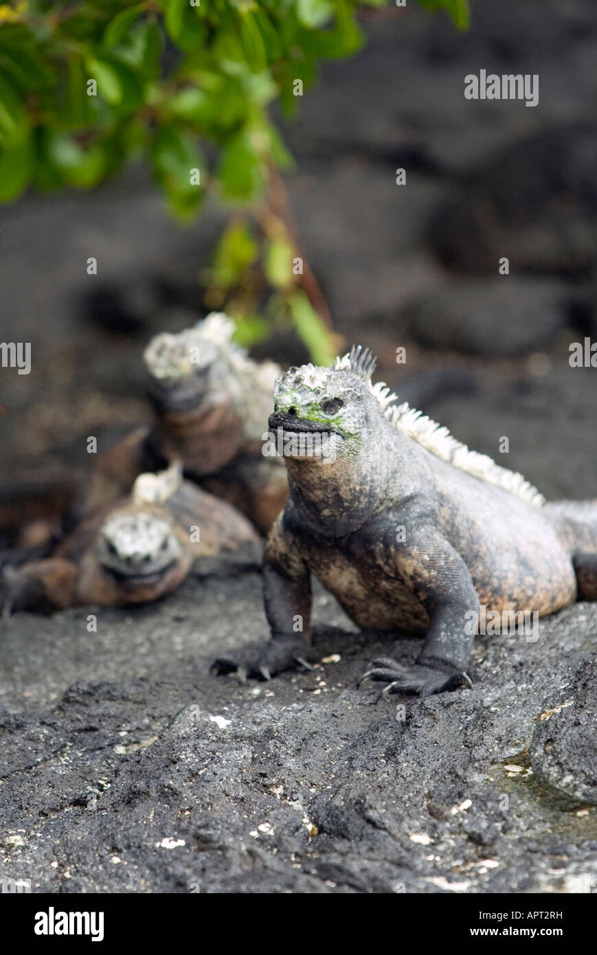 Le soleil de l'île des iguanes sur Galapagos Équateur Banque D'Images