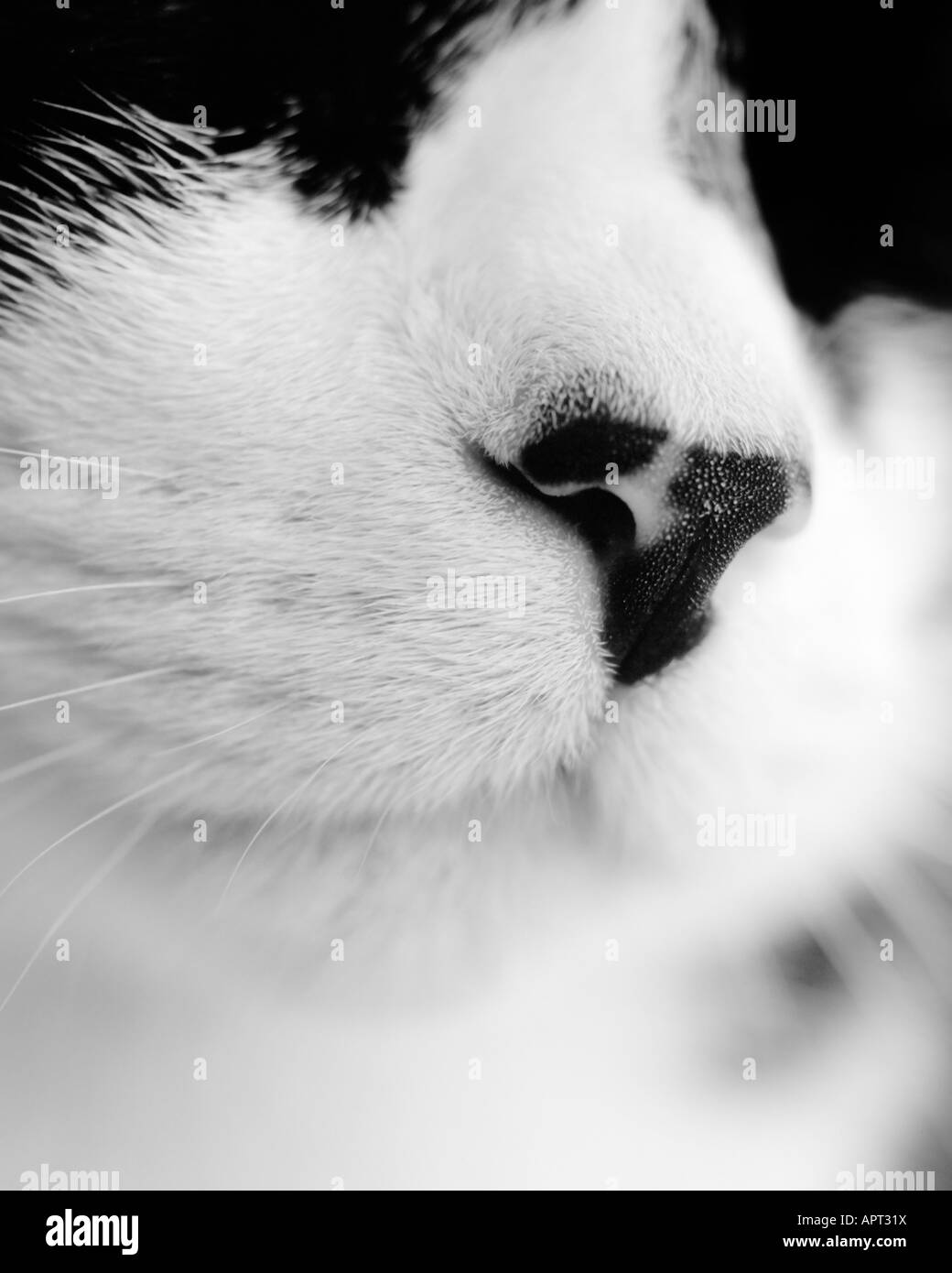Close up noir et blanc d'un chat noir et blanc visage Banque D'Images