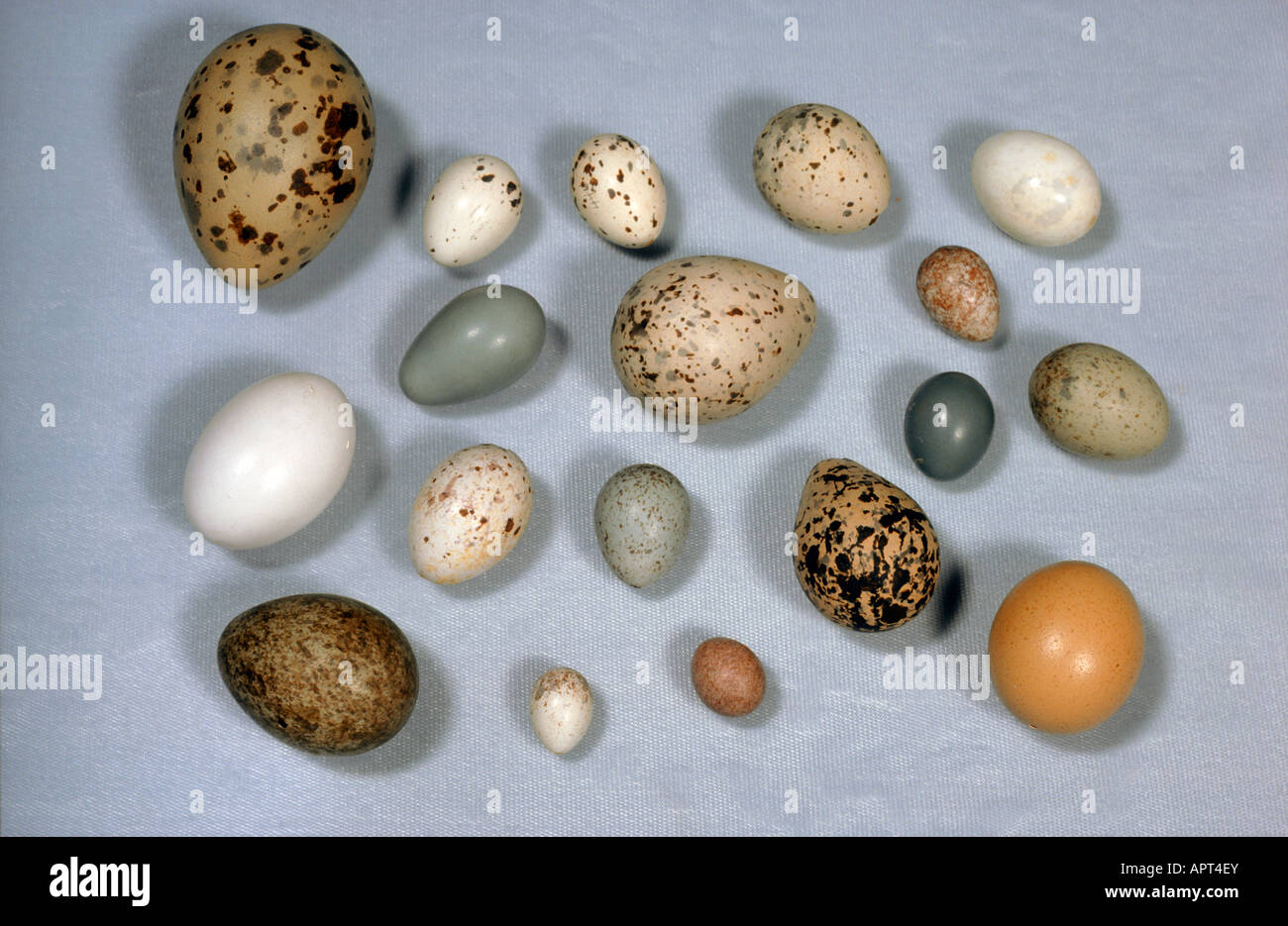 Assortiment d'oeufs d'oiseaux Banque D'Images