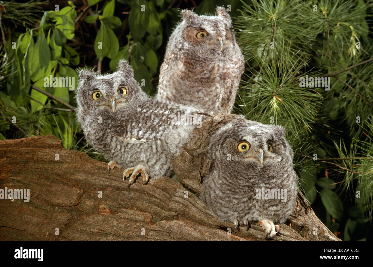 Le petit-duc maculé Megascops asio Poussins Banque D'Images