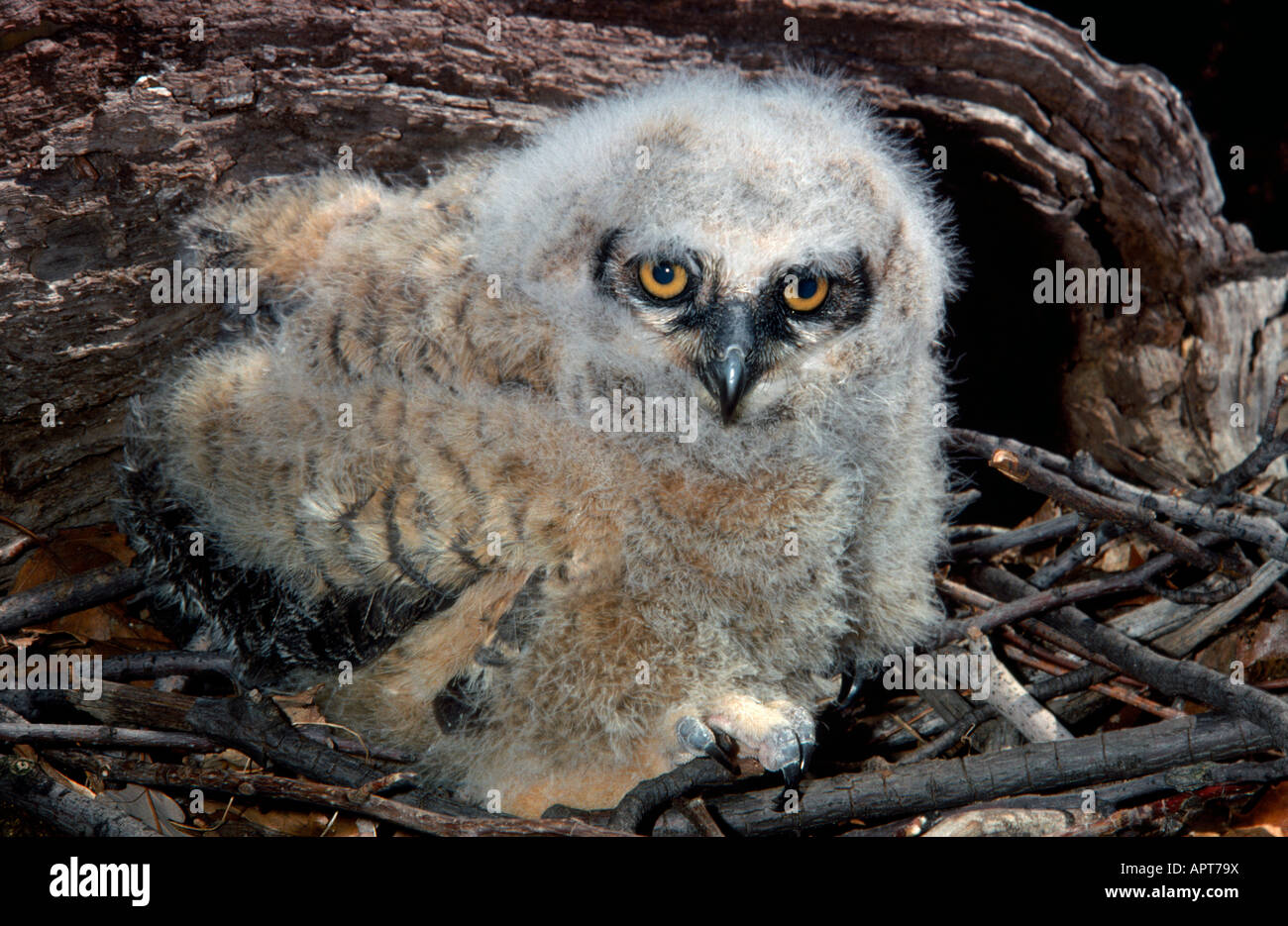 Grand Duc D Amerique Bubo Virginianus Nid En Poussin Photo Stock Alamy