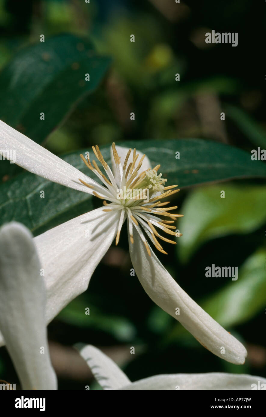 Clematis armandii délicat profil blanc Banque D'Images