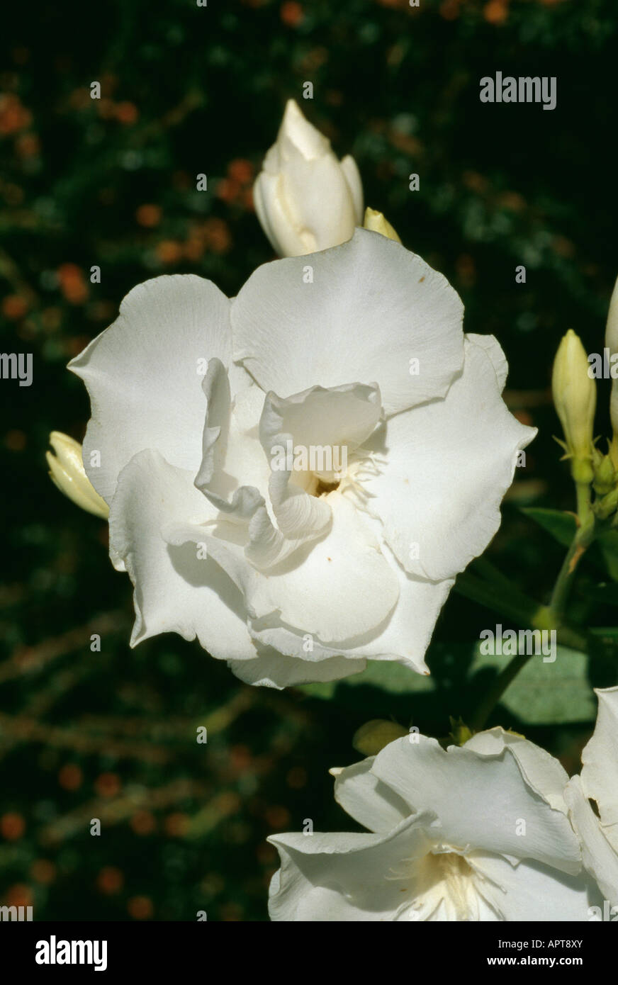 Nerium oleander Délicat ornement blanc Banque D'Images