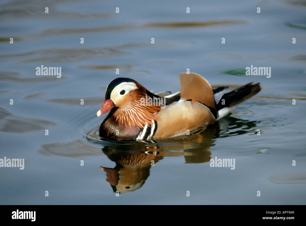 Canard Mandarin Aix galericulata Banque D'Images