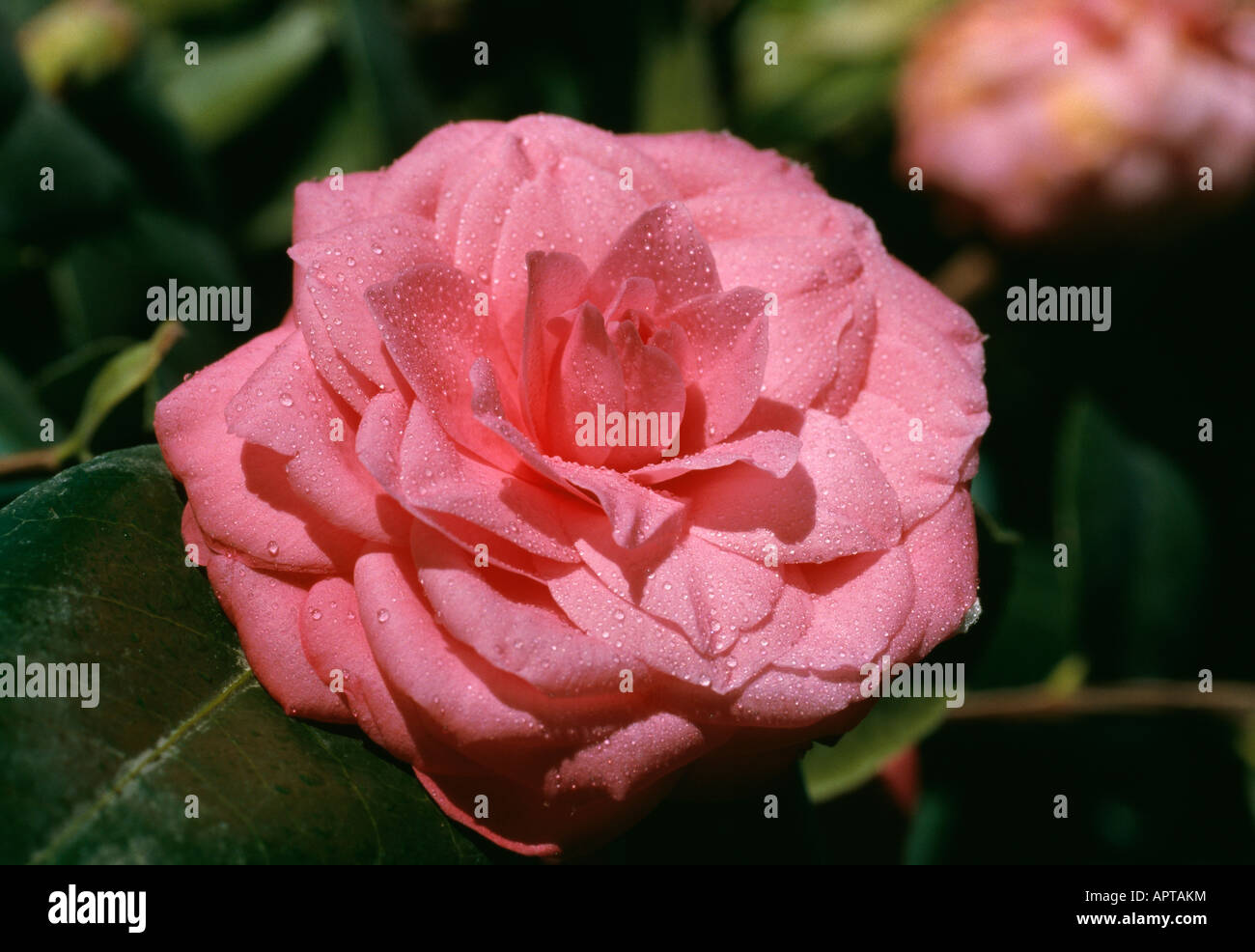Rose camélia sophistiquée avec des gouttes de rosée ajoutée élégante parfaite Banque D'Images