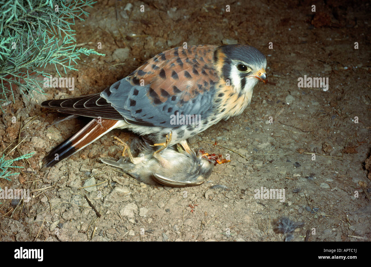 Sparrow Hawk aka American Kestral Falco sparverius avec les proies Banque D'Images