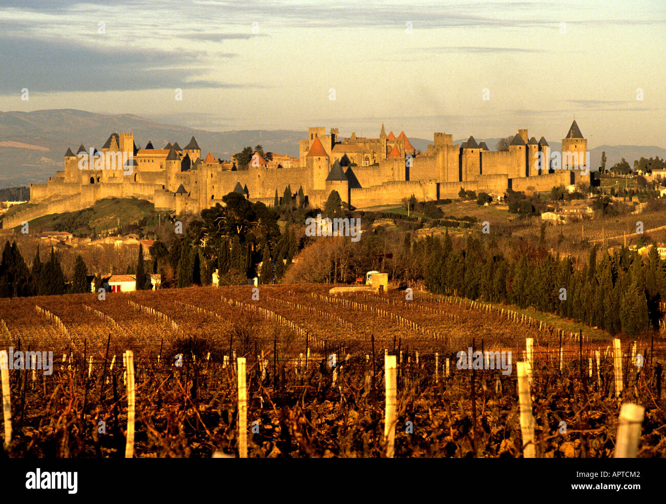 Carcassonne France château vignoble vin Français Banque D'Images