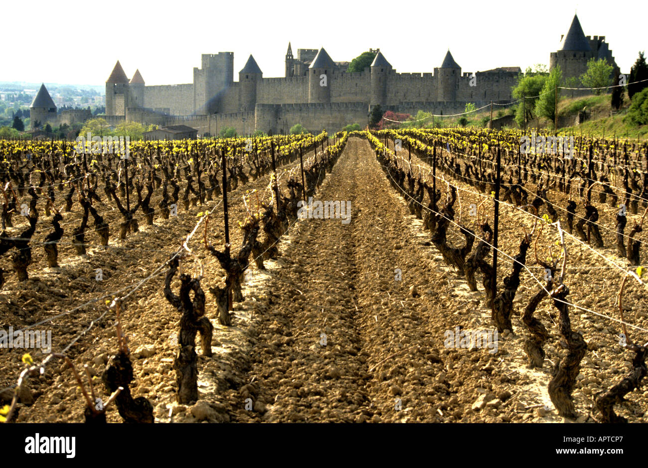 Carcassonne France château vignoble vin Français Banque D'Images