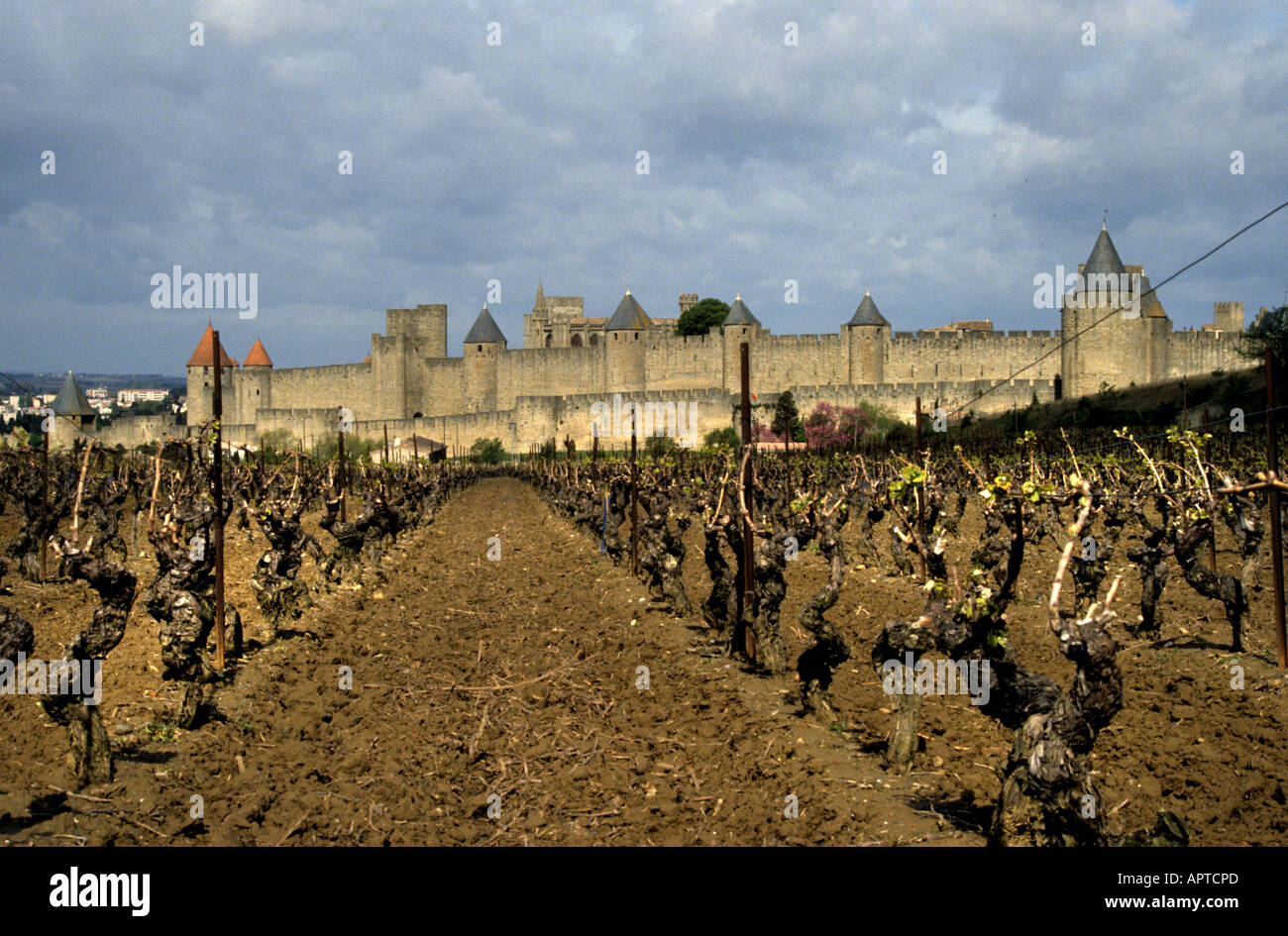 Carcassonne France château vignoble vin Français Banque D'Images