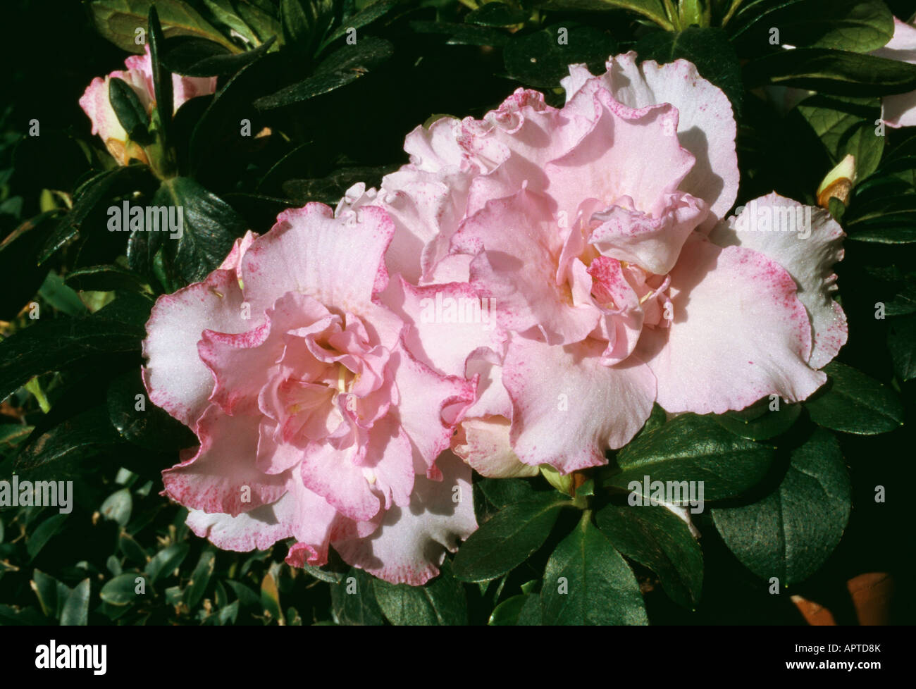 Rhododendron azalée rose tendre feminine amélioré avec un edgin violet Banque D'Images