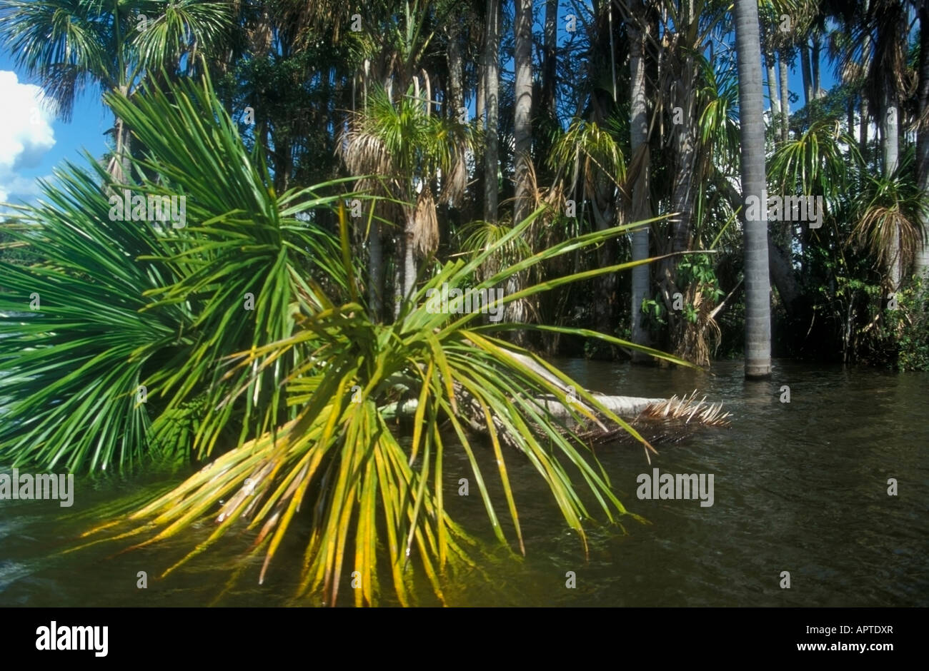 Lac Sandoval Pérou Banque D'Images