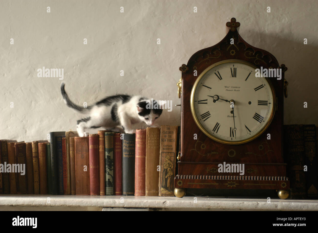 Chaton noir et blanc de se percher sur les livres sur une étagère, à côté d'une vieille horloge mécanique. Banque D'Images