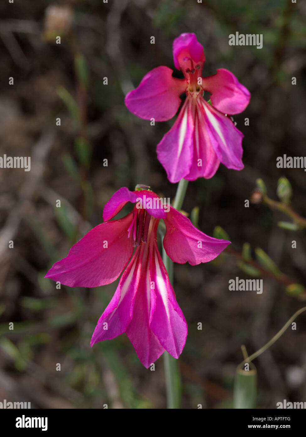 Glaïeul (gladiolus illyricus sauvages) Banque D'Images