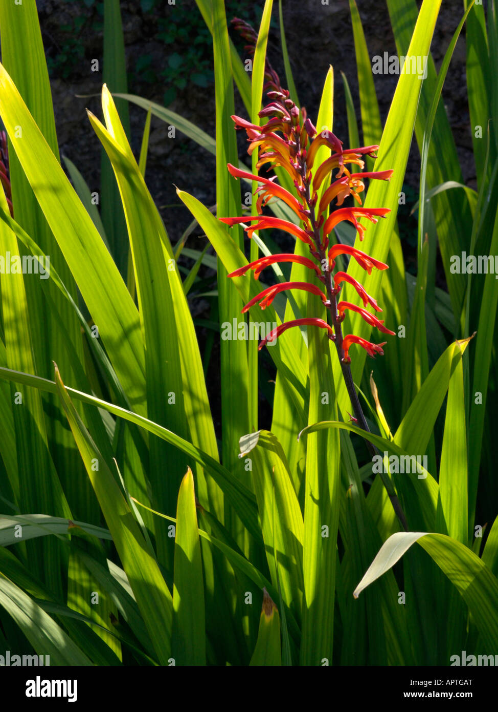 Chasmanthe floribunda lily (cobra) Banque D'Images
