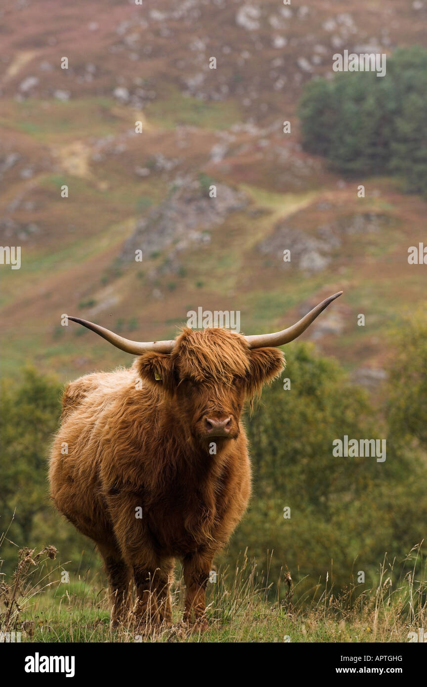 Vache Highland Perthshire Banque D'Images