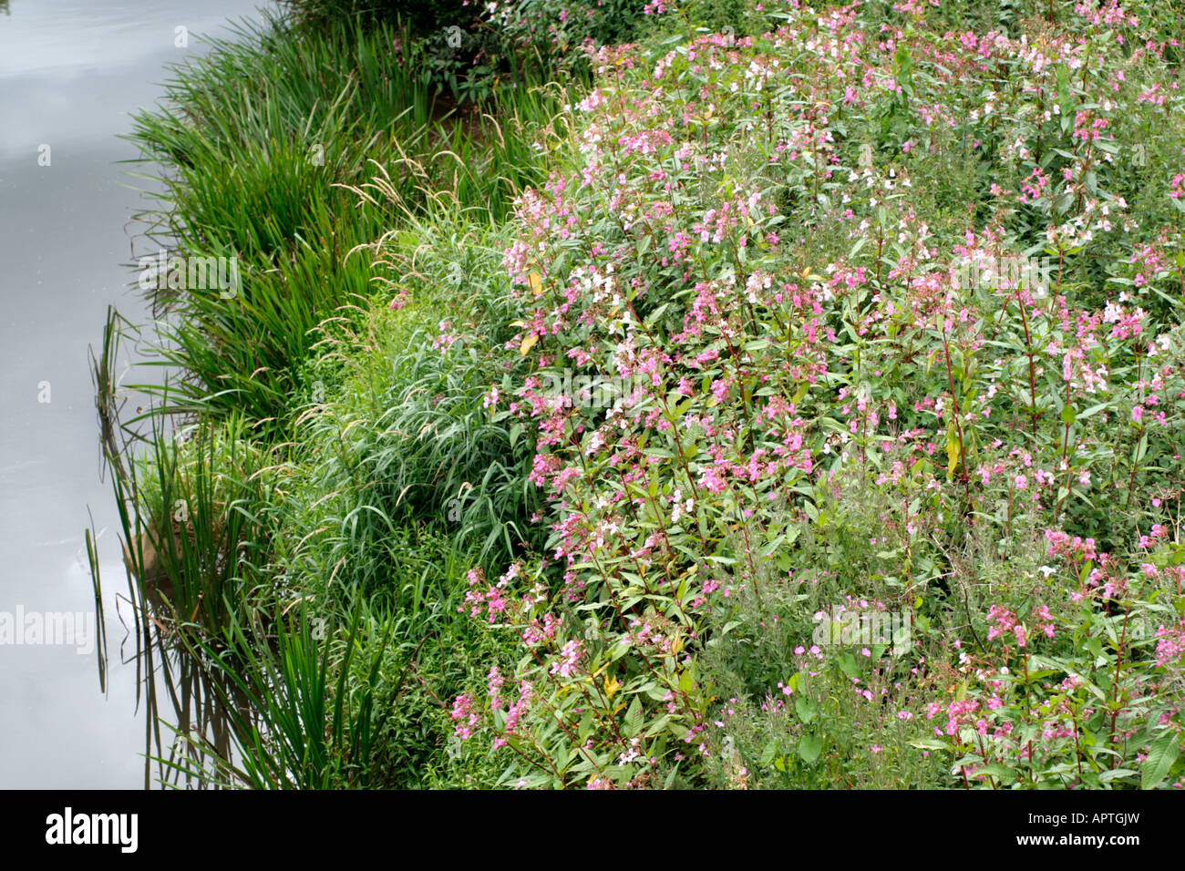 IMPATIENS GLANDULIFERA BALSAMINE DE L'HIMALAYA EST UNE DES MAUVAISES HERBES INTRODUITES PRÉSENTÉE ICI SUR LES RIVES DE LA RIVIÈRE d'anthracite dans le Devon Banque D'Images