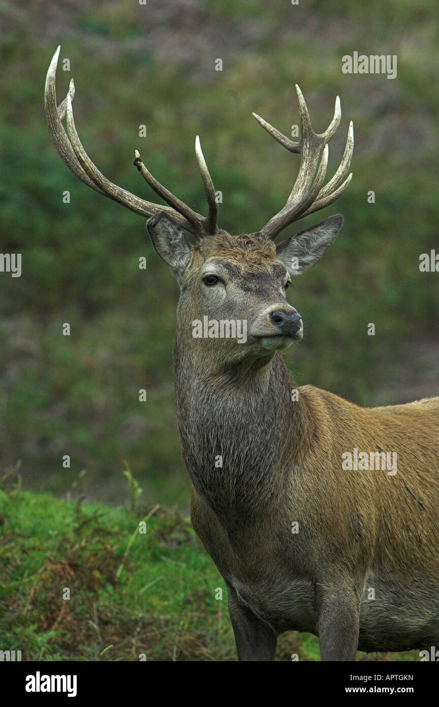 Red Deer stag en rut Le Perthshire Banque D'Images