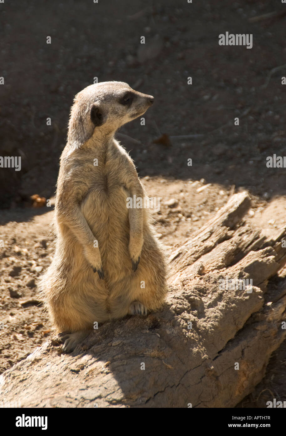 Le zoo de Santa Barbara en Californie queue mince Meerkat Suricata suricatta Banque D'Images