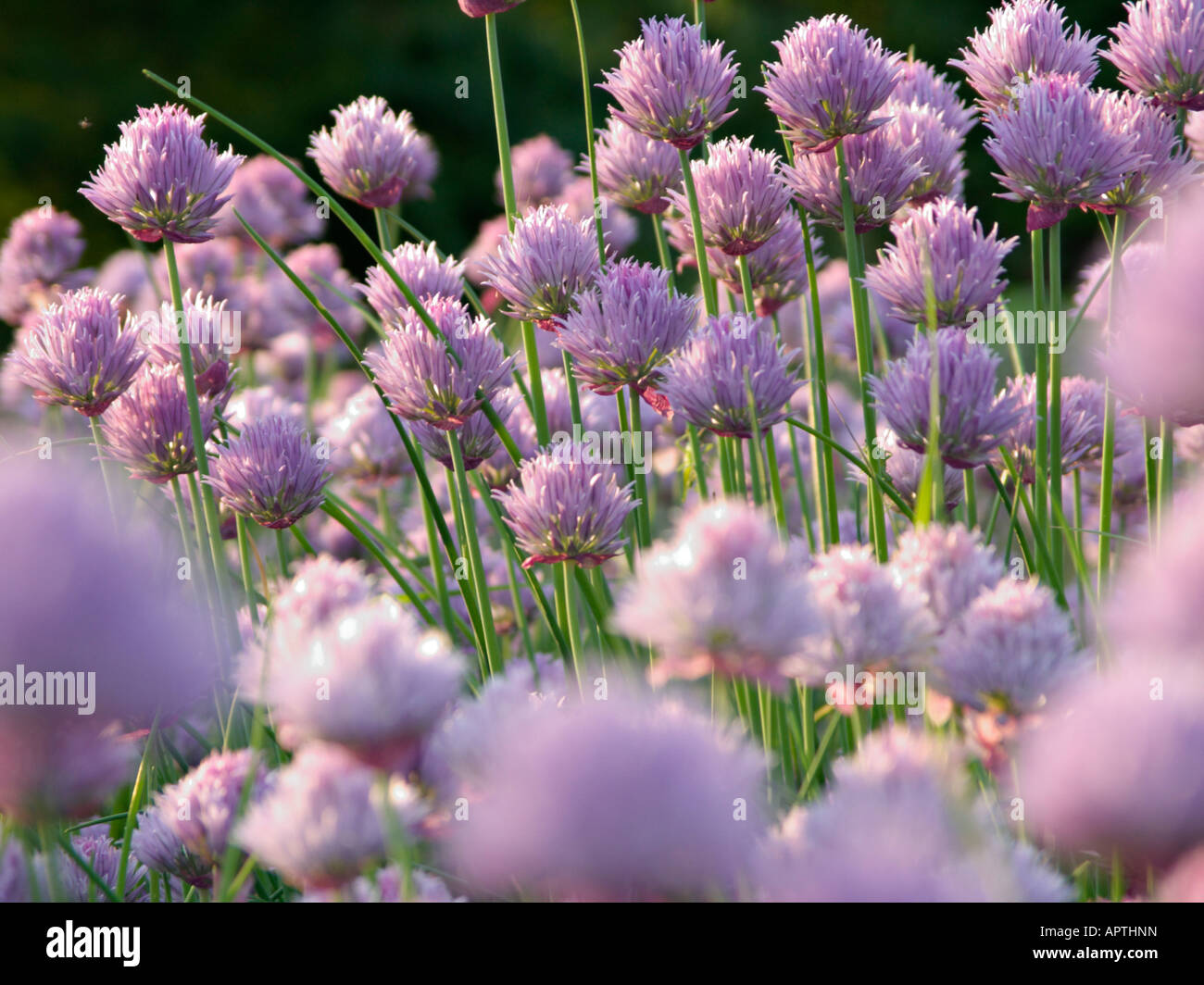 La ciboulette (Allium schoenoprasum) Banque D'Images