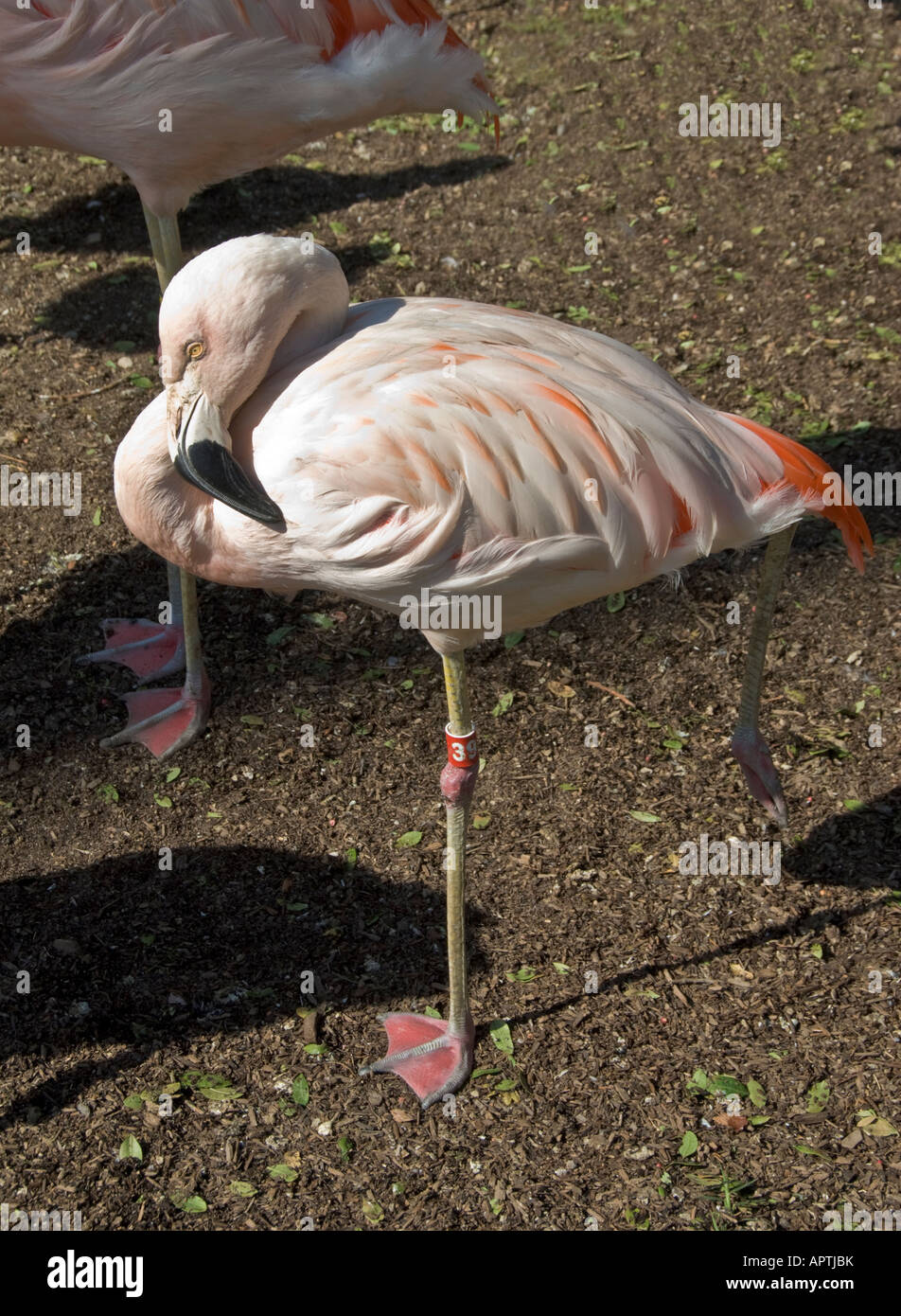 California Santa Barbara Zoo Flamingo chiliens adultes chilensis Phoenicopterux Banque D'Images