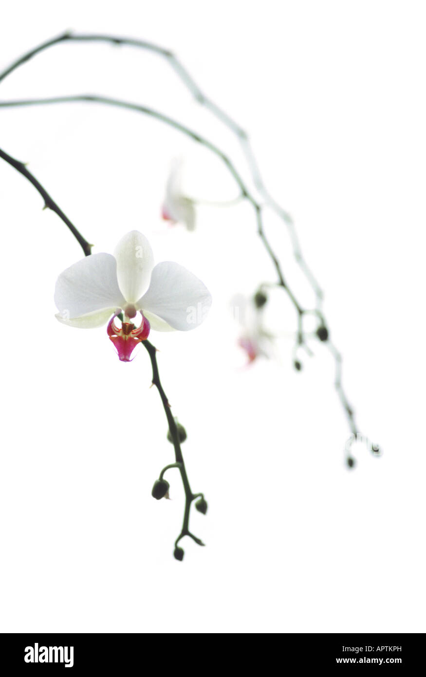 Trois branches d'orchidées en fleurs Banque D'Images