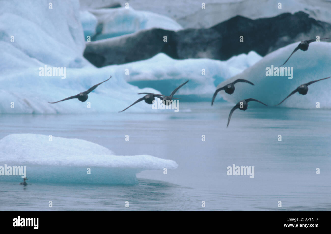 À partir d'oiseaux dans un paysage de glace Fantasy mythique Islande Jokulsarlon Banque D'Images