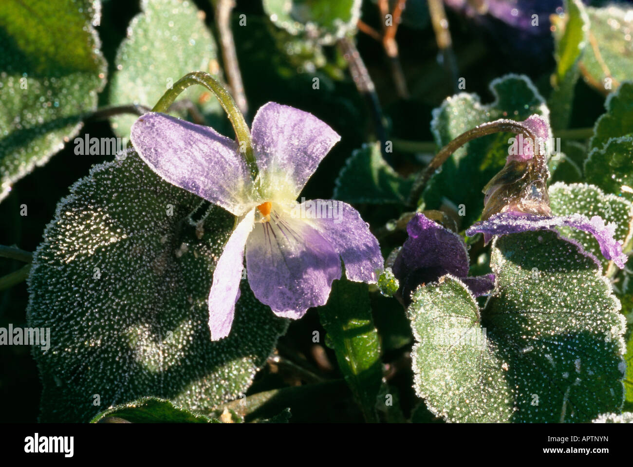 Viola odorata violette délicate beauté pris dans le givre les rayons du soleil viennent à son secours Banque D'Images