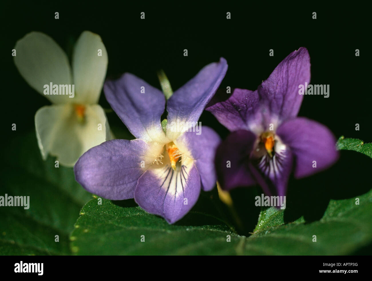 Viola odorata violette bleu blanc un joli Trio Banque D'Images