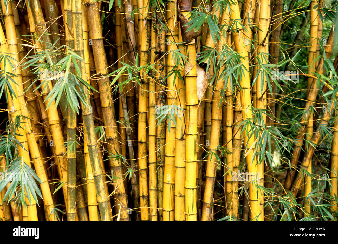 Arbre tropical bambou bois forêt Jungle oriental Banque D'Images