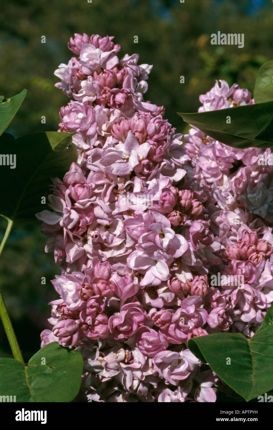 Syringa vulgaris lilas conique ressort double grappe de petites fleurs odorantes Banque D'Images