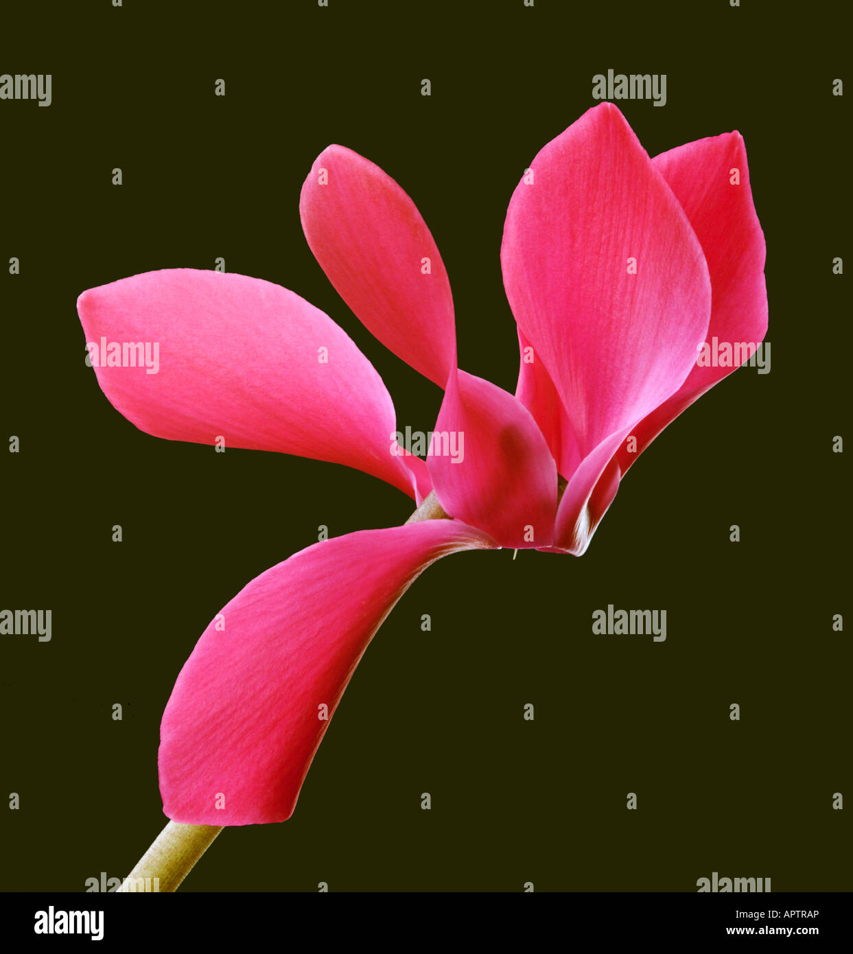 Cyclamen sur fond noir Banque D'Images