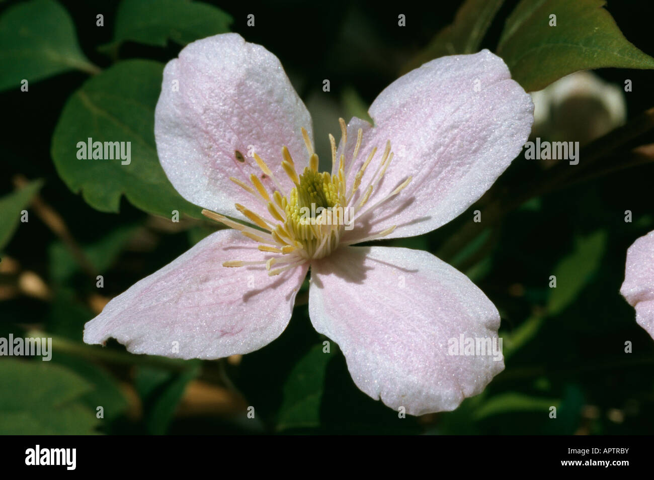 Clematis montana offre aimable invitation délicate rose Banque D'Images