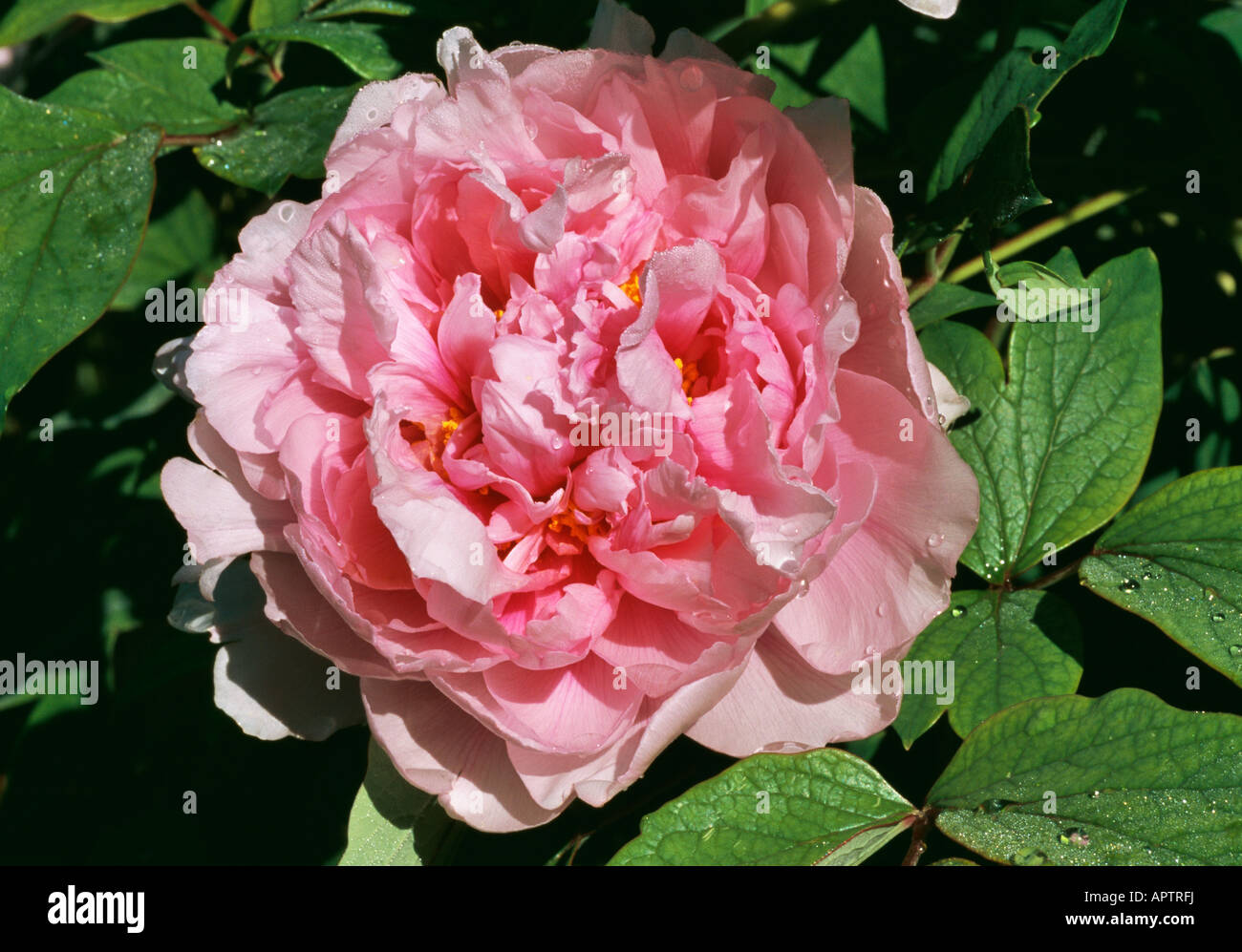 Paeonia pink Banque D'Images