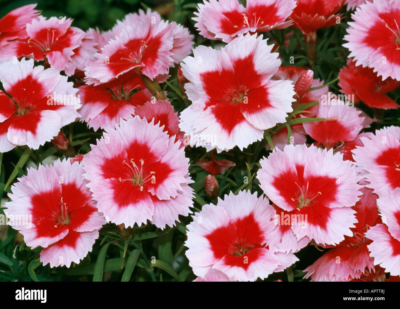 Dianthus barbatus rose avec des centres de regroupement dense rouge sucré fleur délicate Banque D'Images