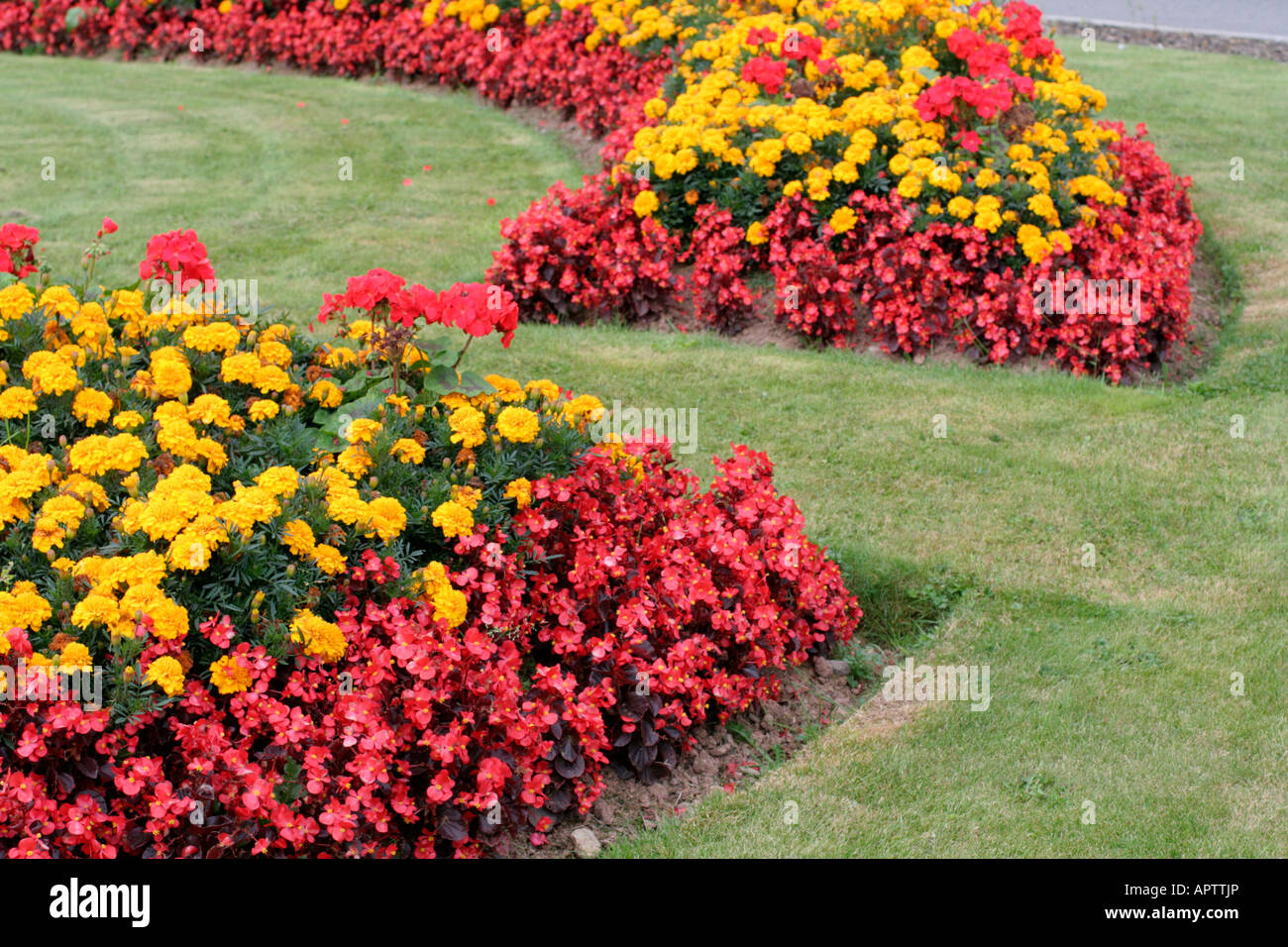 L'UTILISATION DE LA LITERIE DISPONIBLE DANS LA CHAMBRE MUNICIPALE OEILLET PELAGONIUM ET Begonia semperflorens Banque D'Images