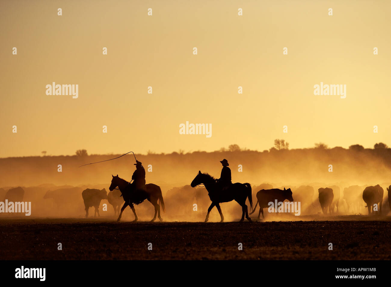 Randall Kymberley rassemblement du bétail sur l'Anna Creek Station South Australian Outback parution modèle Banque D'Images