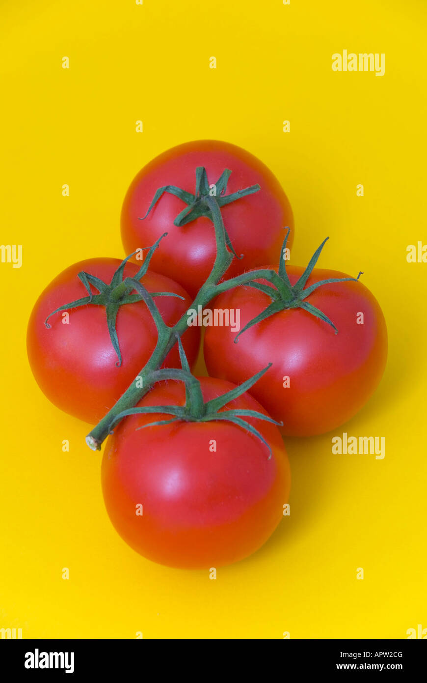 Les tomates rouges mûres truss sur fond jaune Banque D'Images