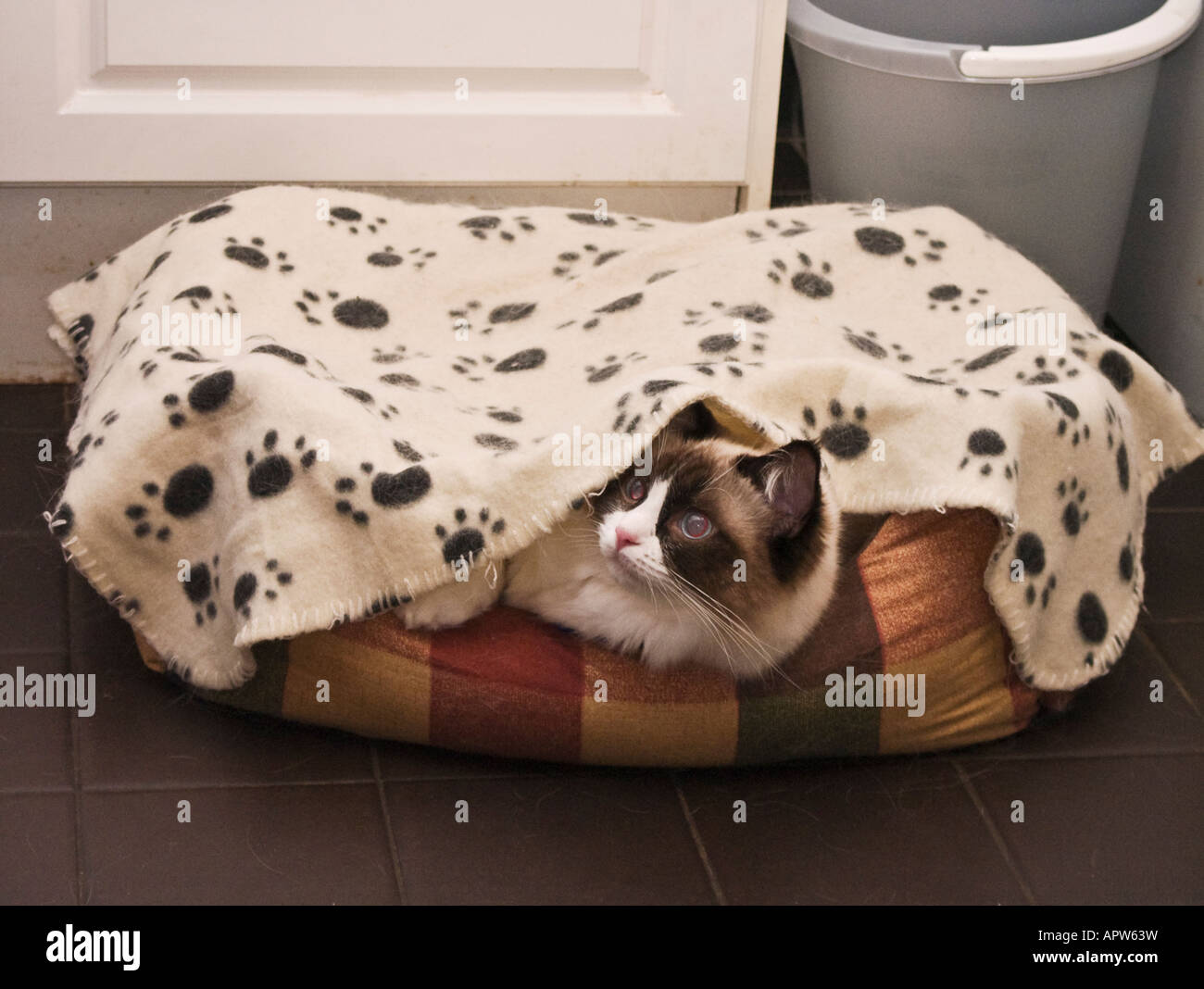 Une jeune femelle chaton Ragdoll peeping hors de son lit la nuit Banque D'Images