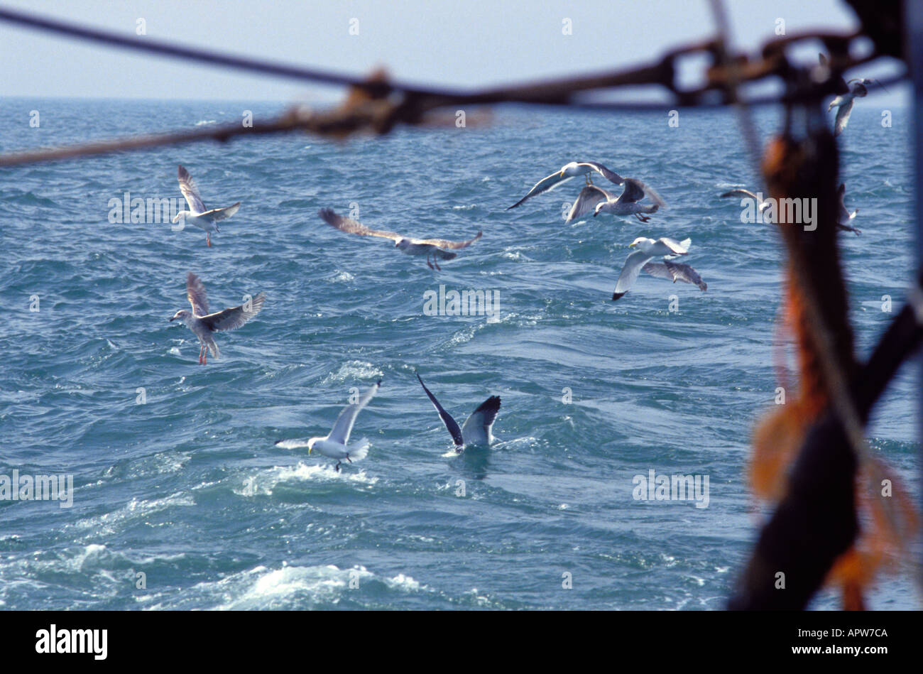 Les mouettes se nourrissent les cueillettes dans la piste d'un chalutier dans la Manche Banque D'Images