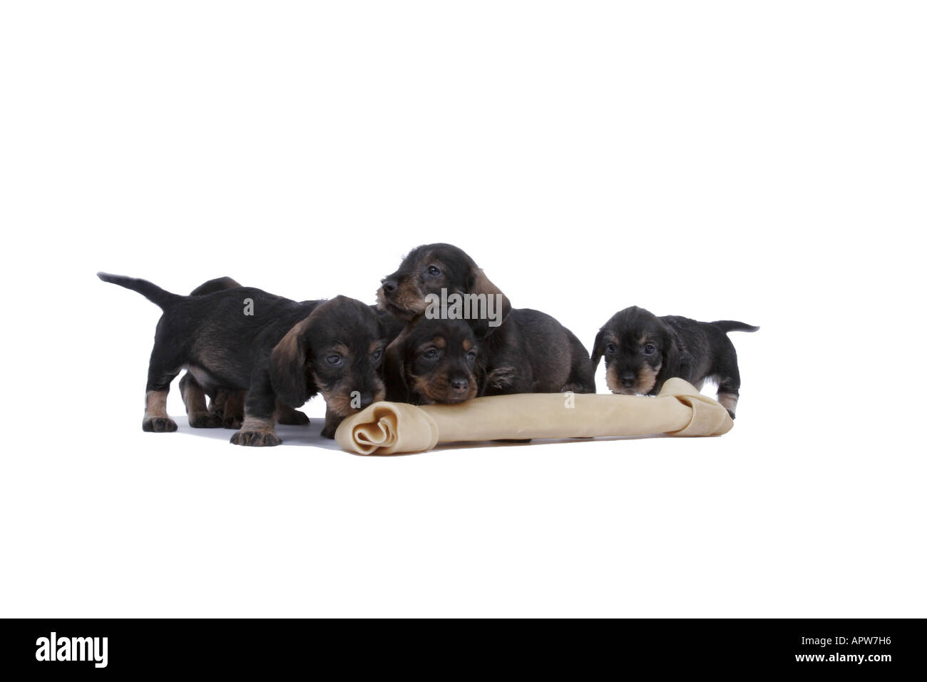 Teckel, chien saucisse, chien domestique (Canis lupus f. familiaris), quatre chiots derrière un gros os Banque D'Images