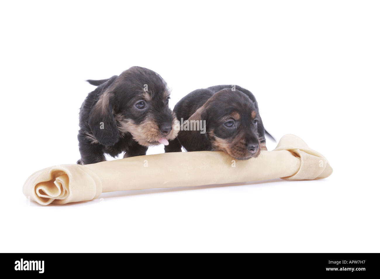 Teckel, chien saucisse, chien domestique (Canis lupus f. familiaris), deux chiots derrière un gros os Banque D'Images
