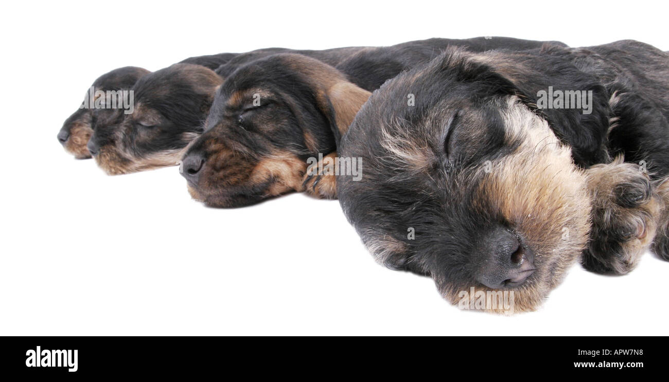 Teckel, chien saucisse, chien domestique (Canis lupus f. familiaris), quatre chiots dormir côte à côte Banque D'Images