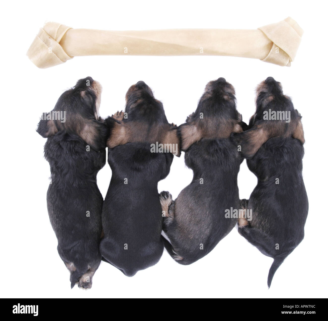 Teckel, chien saucisse, chien domestique (Canis lupus f. familiaris), quatre chiots dormir côte à côte, un gros os de l'avant Banque D'Images