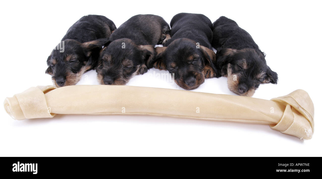 Teckel, chien saucisse, chien domestique (Canis lupus f. familiaris), quatre chiots dormir côte à côte, un gros os de l'avant Banque D'Images